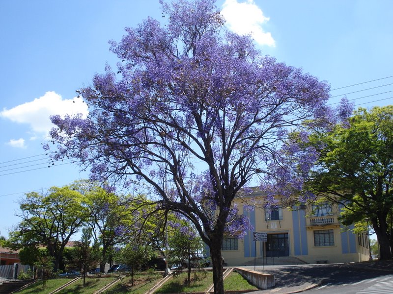 Forum da Comarca de Luc�lia